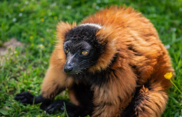 ラフキツネザル 珍しいと興味深い動物の肖像画 — ストック写真