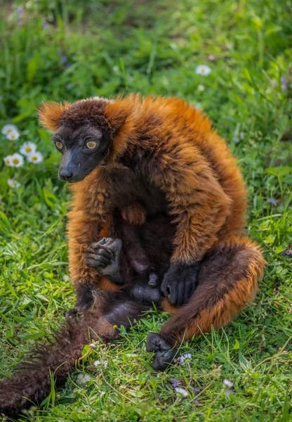 ラフキツネザル 珍しいと興味深い動物の肖像画 — ストック写真