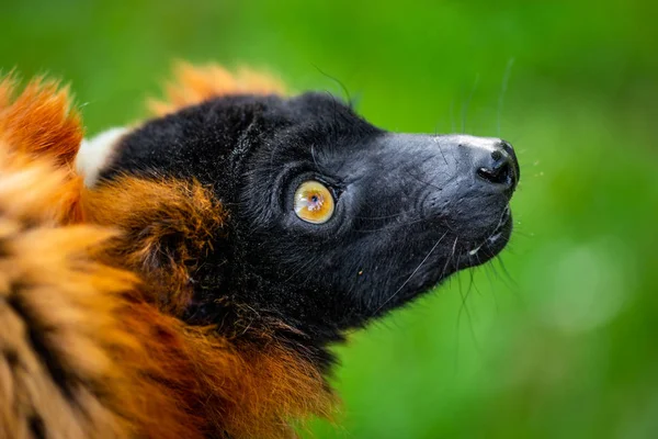 Kabarık bir lemur portresi, nadir ve ilginç hayvan