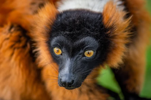 ラフキツネザル 珍しいと興味深い動物の肖像画 — ストック写真