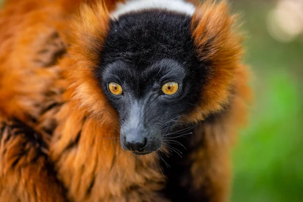 ラフキツネザル 珍しいと興味深い動物の肖像画 — ストック写真