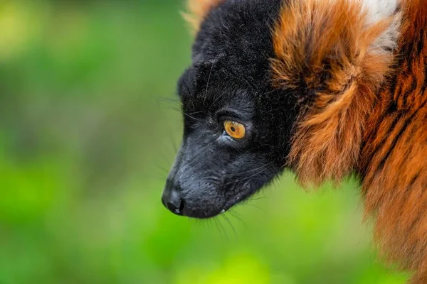 ラフキツネザル 珍しいと興味深い動物の肖像画 — ストック写真