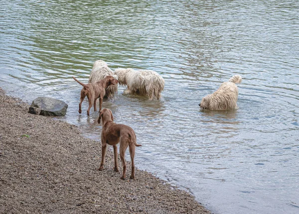 Nehirde oynayan uzun saçlı köpekler