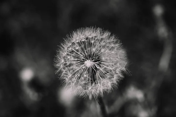 Siyah Beyaz Bahçede Karahindiba — Stok fotoğraf