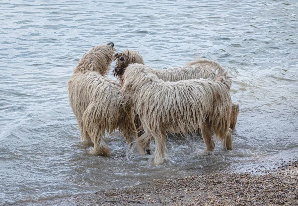 Nehirde oynayan uzun saçlı köpekler