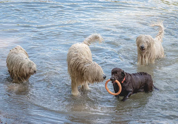 Nehirde oynayan uzun saçlı köpekler
