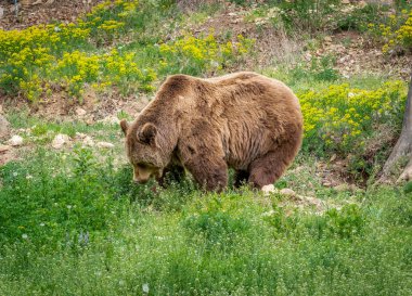 Doğada bir ayı resmi