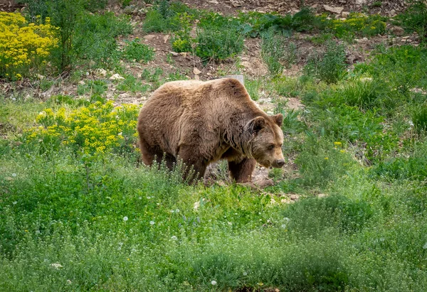 Изображение Медведя Природе — стоковое фото