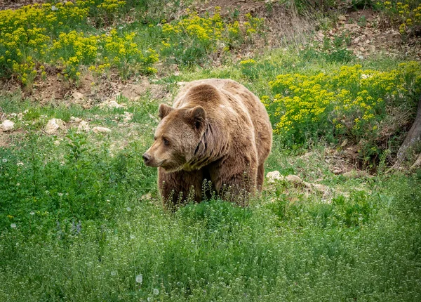 Изображение Медведя Природе — стоковое фото