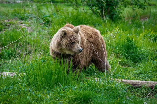 Изображение Медведя Природе — стоковое фото