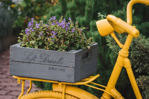 Oldtimer Fahrrad Mit Altem Blumenkasten Stockfoto