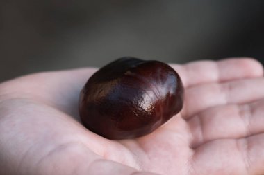 Avuç içinde kestane