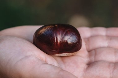 Avuç içinde kestane