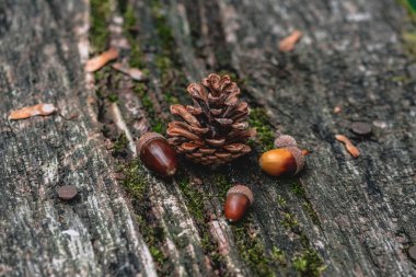 Palamut, Renkli yaprak ve Sonbahar Ormanda hissediyorum