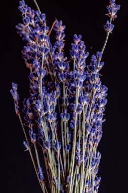 siyah arka plan üzerinde lavanta demet