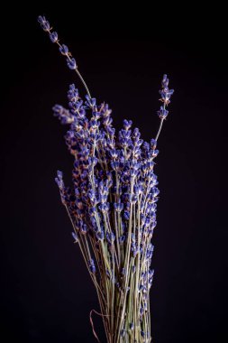 siyah arka plan üzerinde lavanta demet