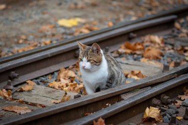 Sonbahar parkında sevimli bir kedi.