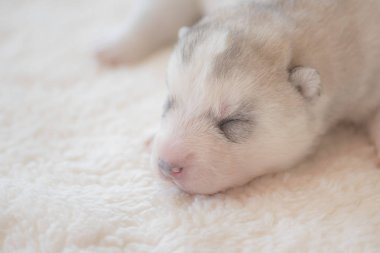 Sevimli uyuyan husky köpek yavrusu