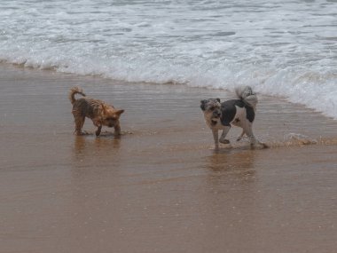 Sahilde oynayan iki köpek.