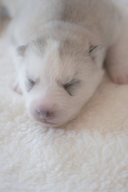 Sevimli uyuyan husky köpek yavrusu