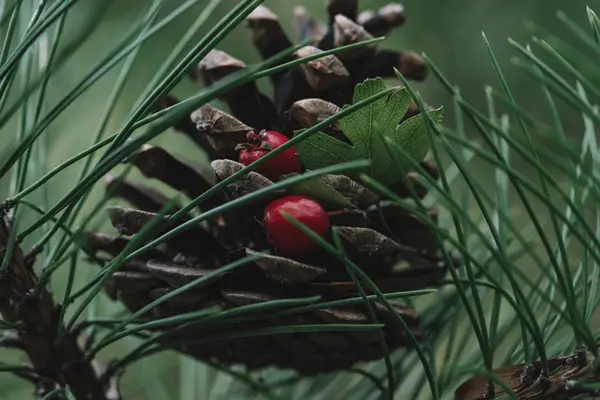 Pine Cone Berriesin Forest — Stock Photo, Image