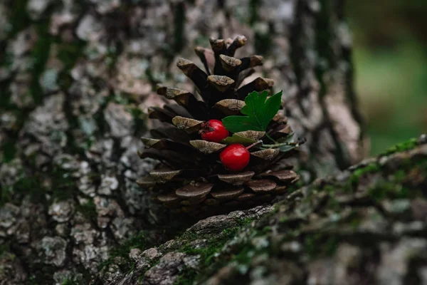 Сосны Ягоды Лесу — стоковое фото