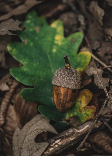 Acorn Hoja Coloreada Sensación Otoño Bosque —  Fotos de Stock