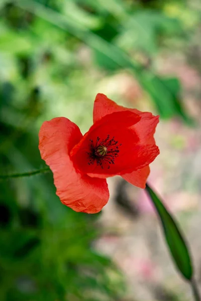 Beautiful Red Poppy Green Field — Stock Photo, Image