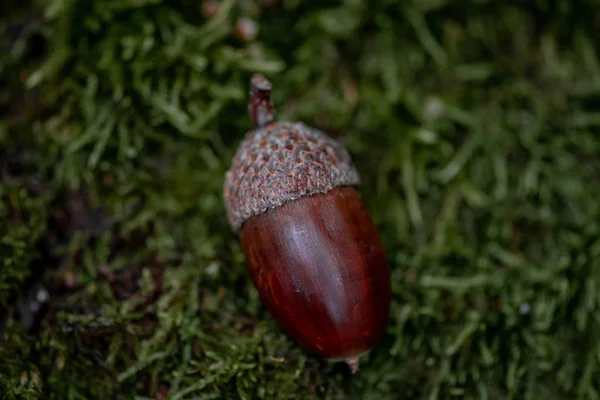 Acorn Hoja Coloreada Sensación Otoño Bosque —  Fotos de Stock