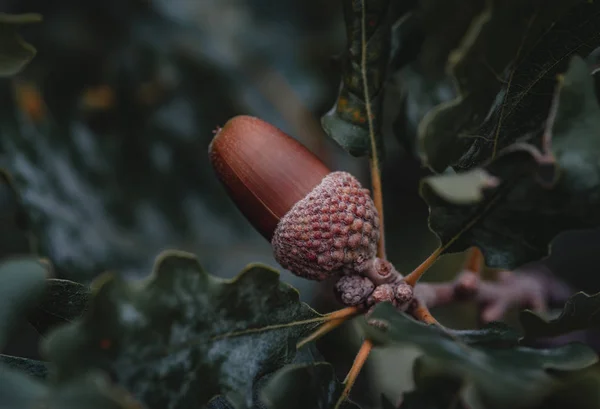 Acorn Hoja Coloreada Sensación Otoño Bosque — Foto de Stock