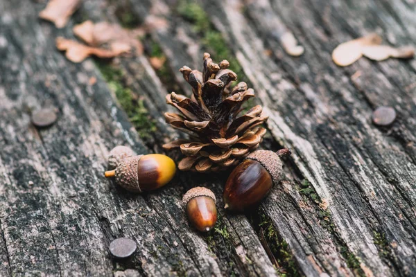 Acorn Hoja Coloreada Sensación Otoño Bosque — Foto de Stock