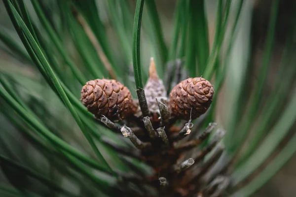 Cono Pino Bosque Pinos — Foto de Stock