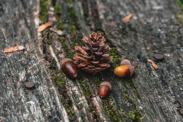 Palamut, Renkli yaprak ve Sonbahar Ormanda hissediyorum