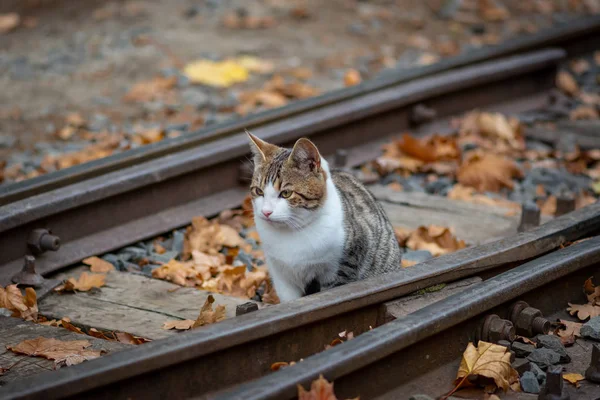 Nette Katze Herbstpark — Stockfoto