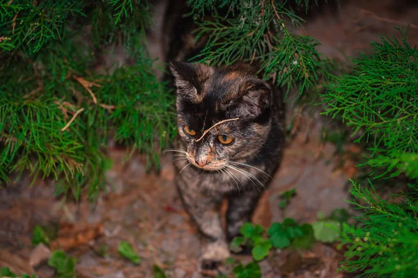 Söt Katt Höstparken — Stockfoto