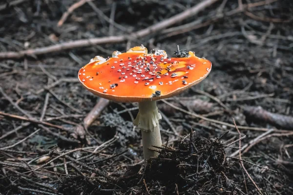 Seta Hermosa Tóxica Naturaleza —  Fotos de Stock