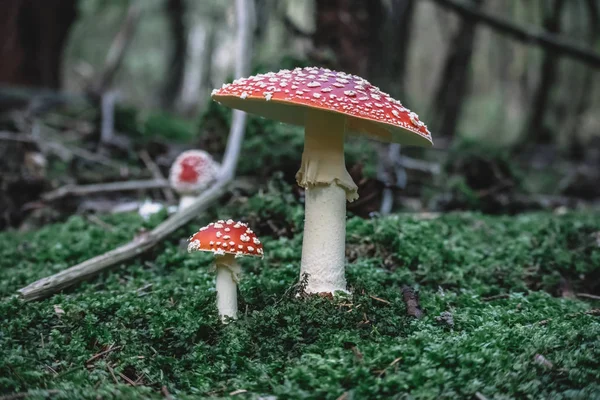 Mooie Giftige Paddenstoel Natuur — Stockfoto