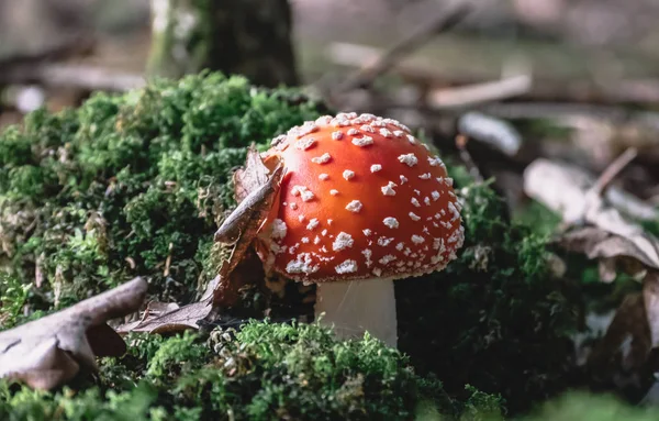 Seta Hermosa Tóxica Naturaleza —  Fotos de Stock