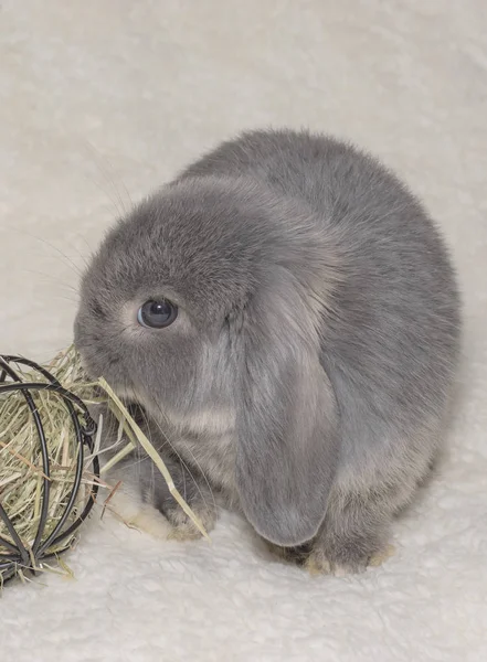 Niedliche Graue Kaninchen Auf Hellem Hintergrund — Stockfoto