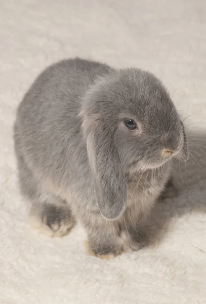可爱的灰色兔子在光背景 — 图库照片