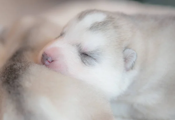 Rozkošné Spící Husky — Stock fotografie