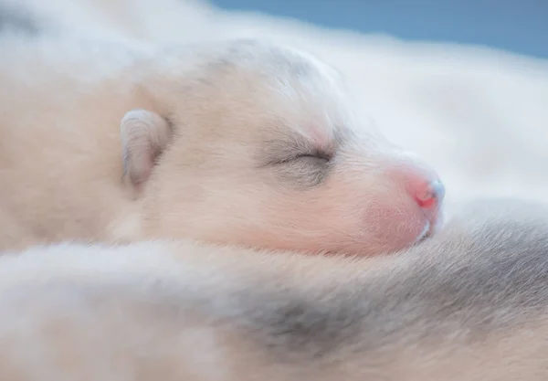 Lindo Durmiendo Husky Cachorro — Foto de Stock