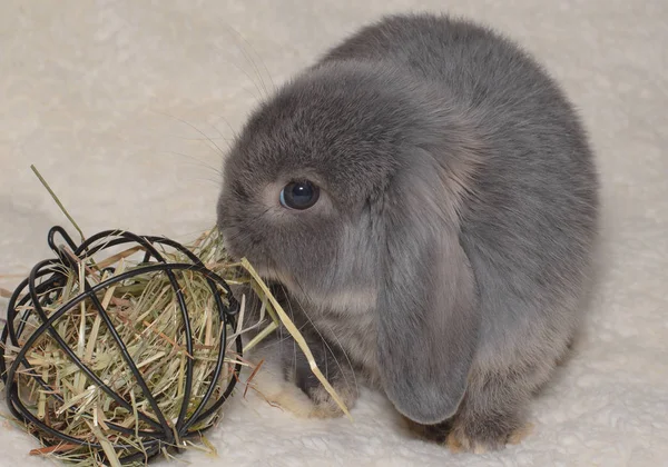 Niedliche Graue Kaninchen Auf Hellem Hintergrund — Stockfoto