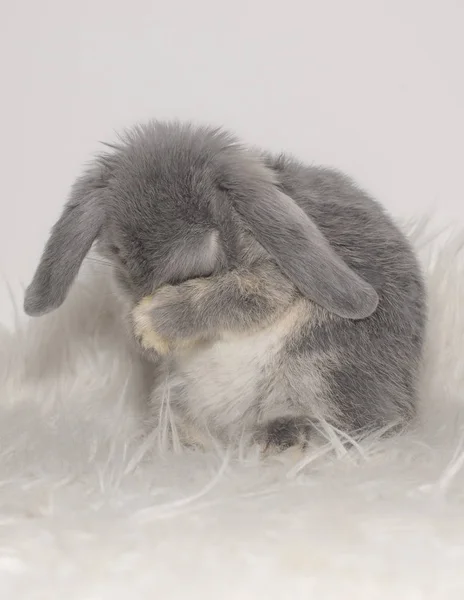 Niedliche Graue Kaninchen Auf Hellem Hintergrund — Stockfoto