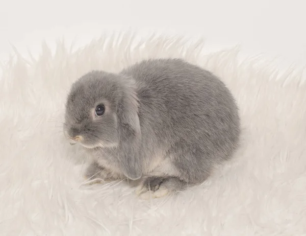 Милый Серый Кролик Светлом Фоне — стоковое фото