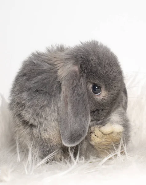 Krásný Šedý Králík Světle Pozadí — Stock fotografie