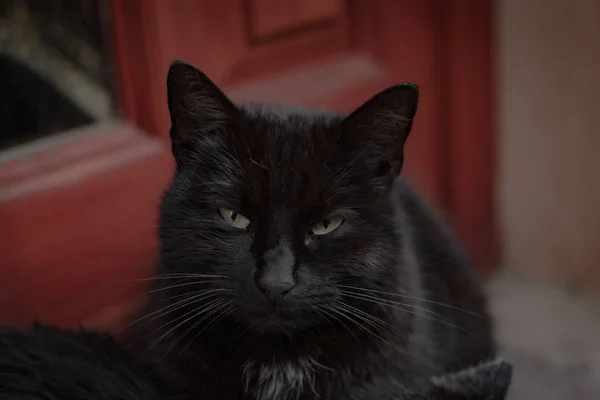 Black Cat Portrait Garden — Stock Photo, Image