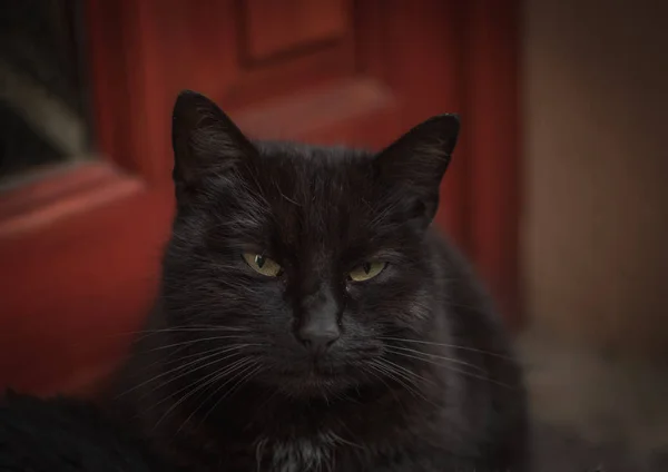Bahçede siyah kedi portresi