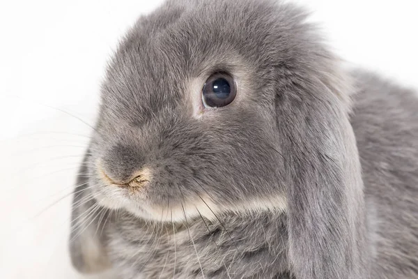 可爱的灰色兔子在光背景 — 图库照片