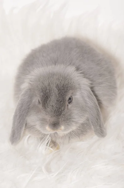 Niedliche Graue Kaninchen Auf Hellem Hintergrund — Stockfoto